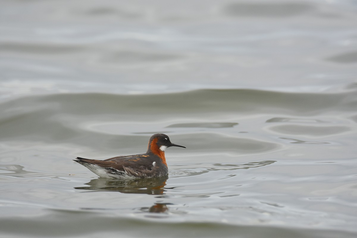 Red-necked Phalarope - ML463040341