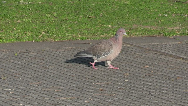 Picazuro Pigeon - ML463040891