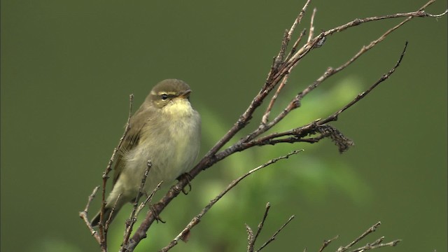 Mosquitero Boreal - ML463041