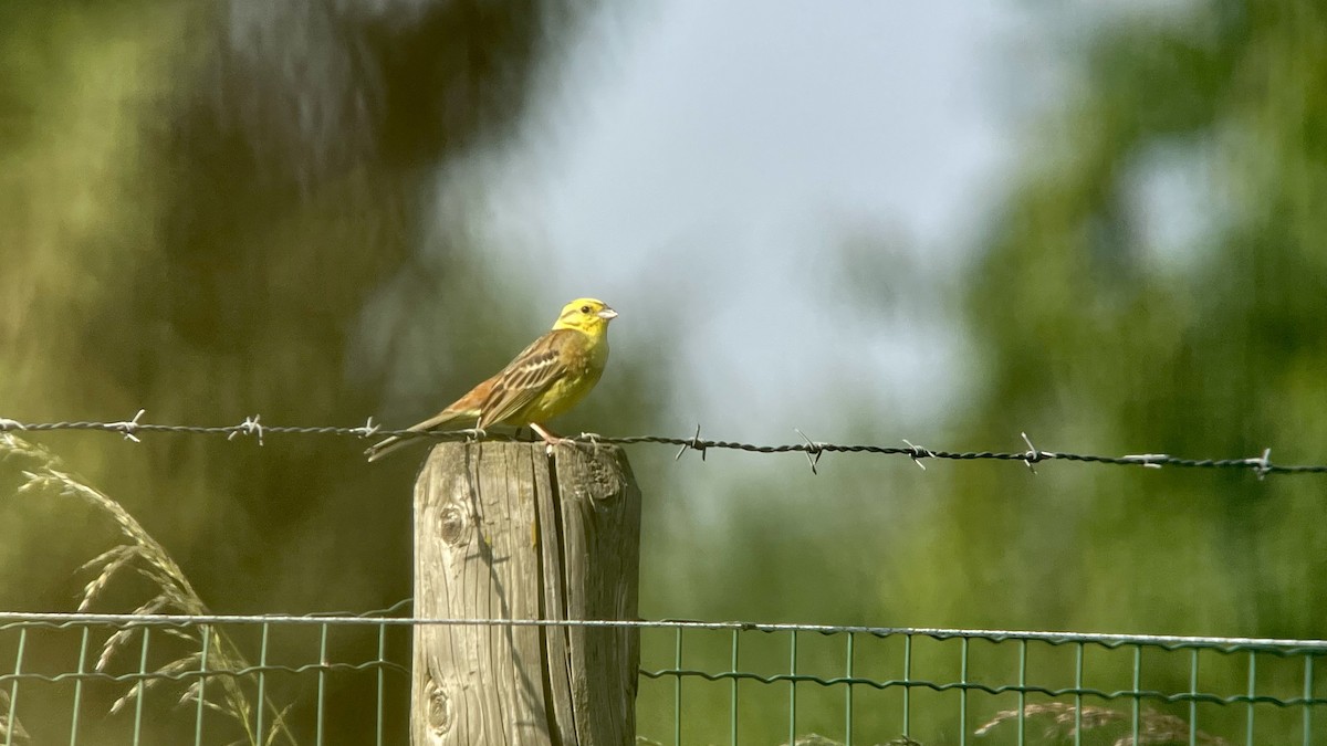 Yellowhammer - ML463041601
