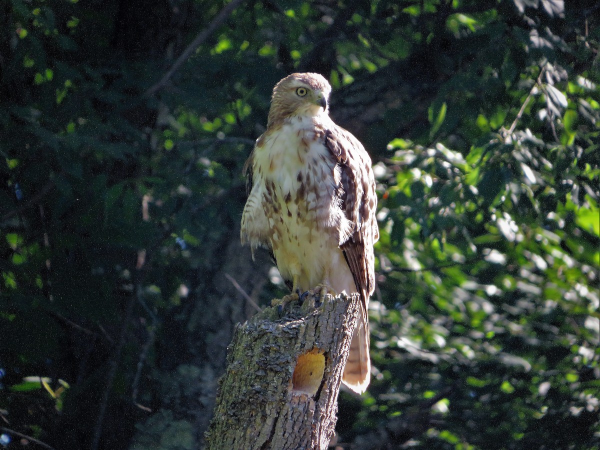 Red-tailed Hawk - ML463041911