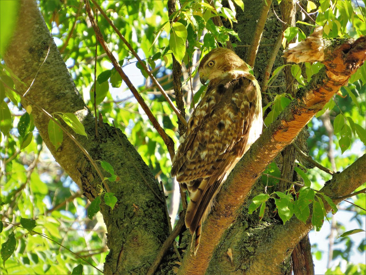 Red-tailed Hawk - ML463041951