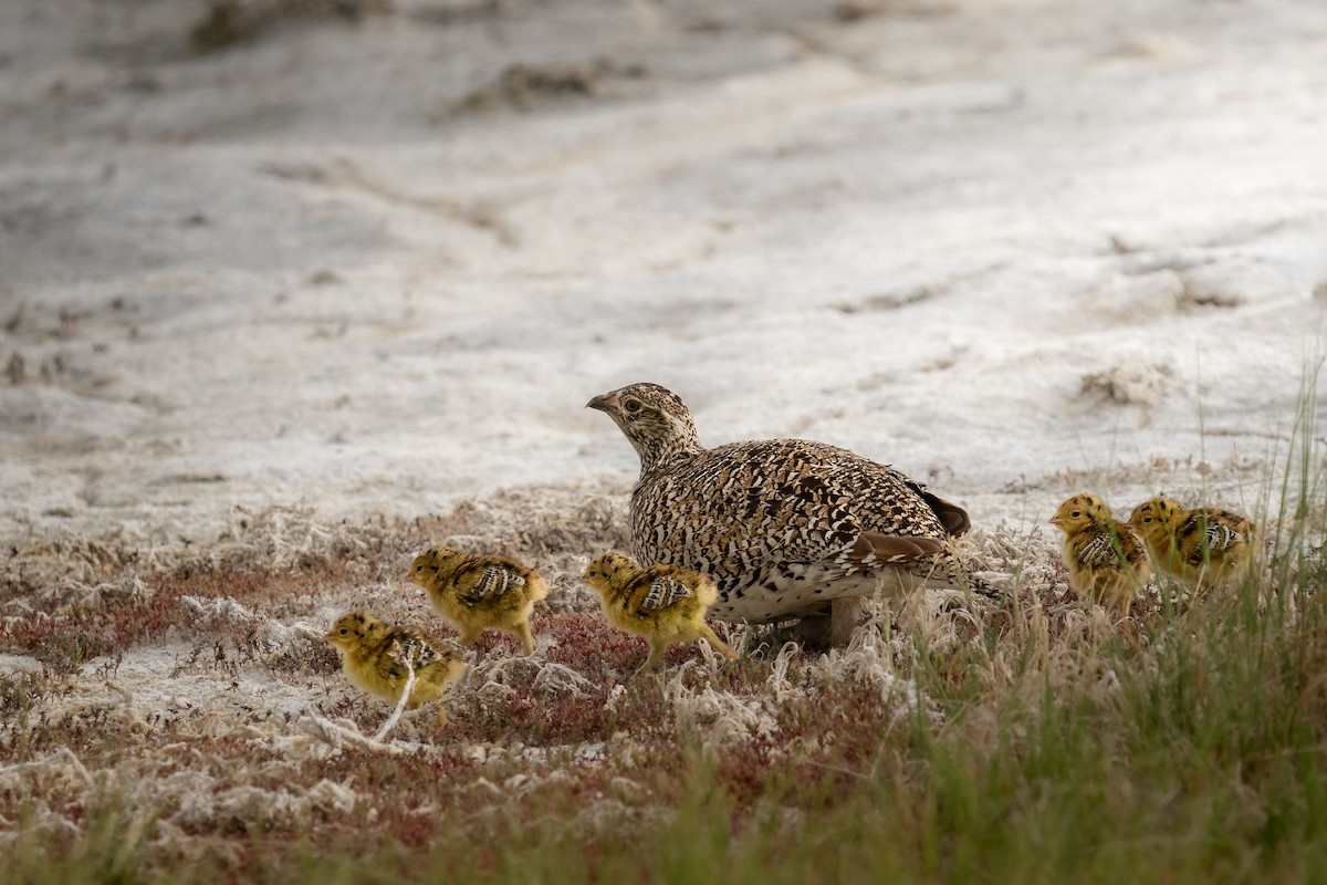 Sharp-tailed Grouse - ML463042411