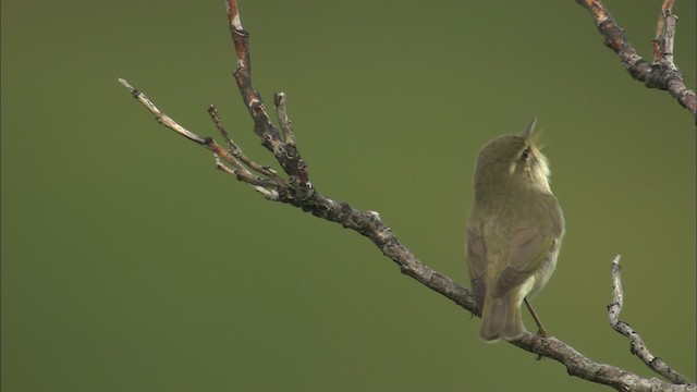 Arctic Warbler - ML463043