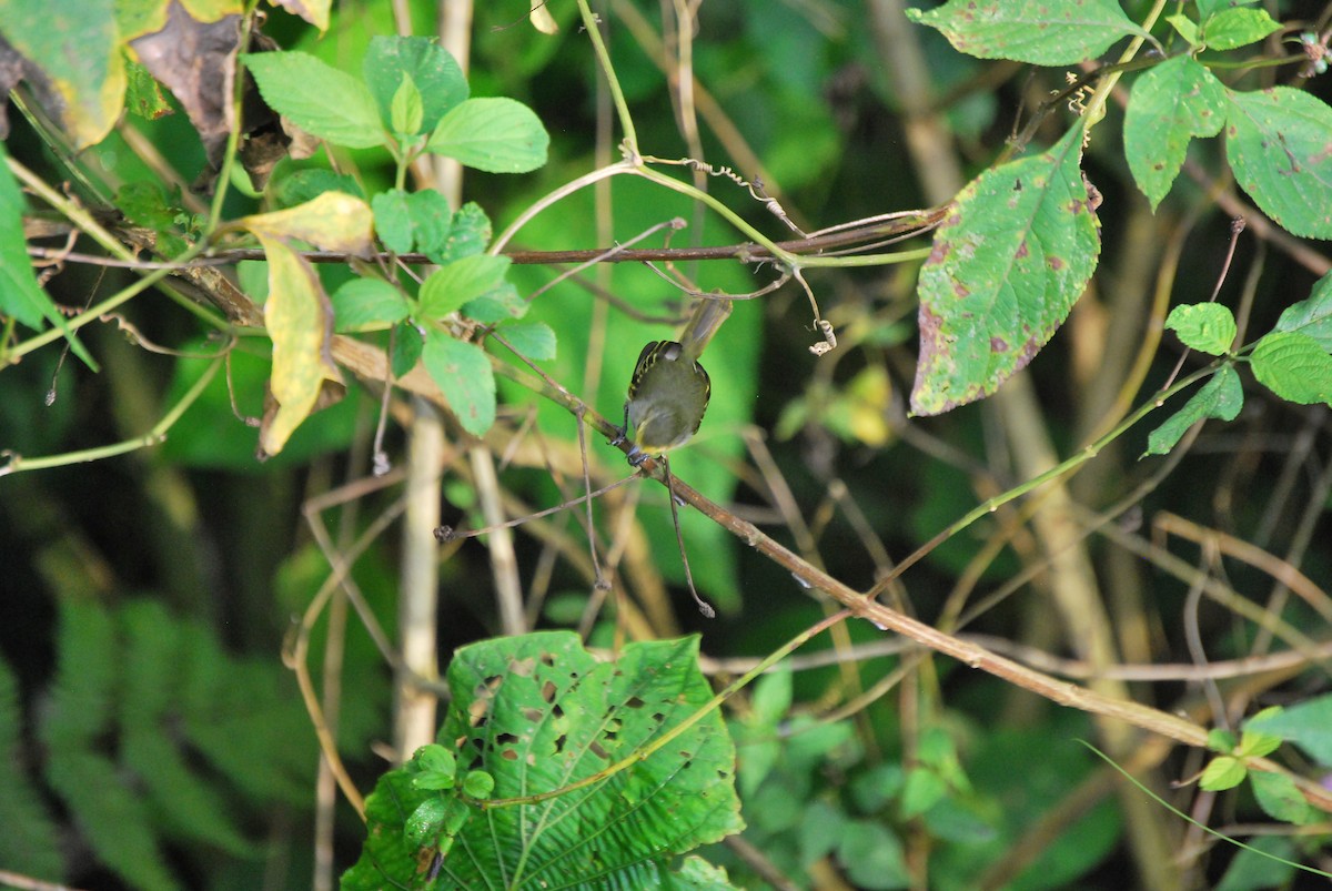 Choco Tyrannulet - ML463043991