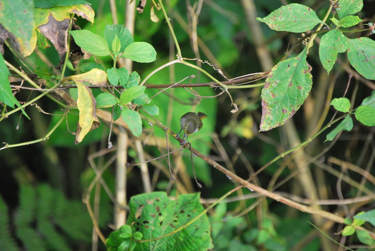 Choco Tyrannulet - ML463044041