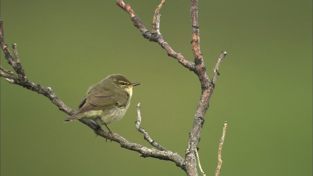 Mosquitero Boreal - ML463045