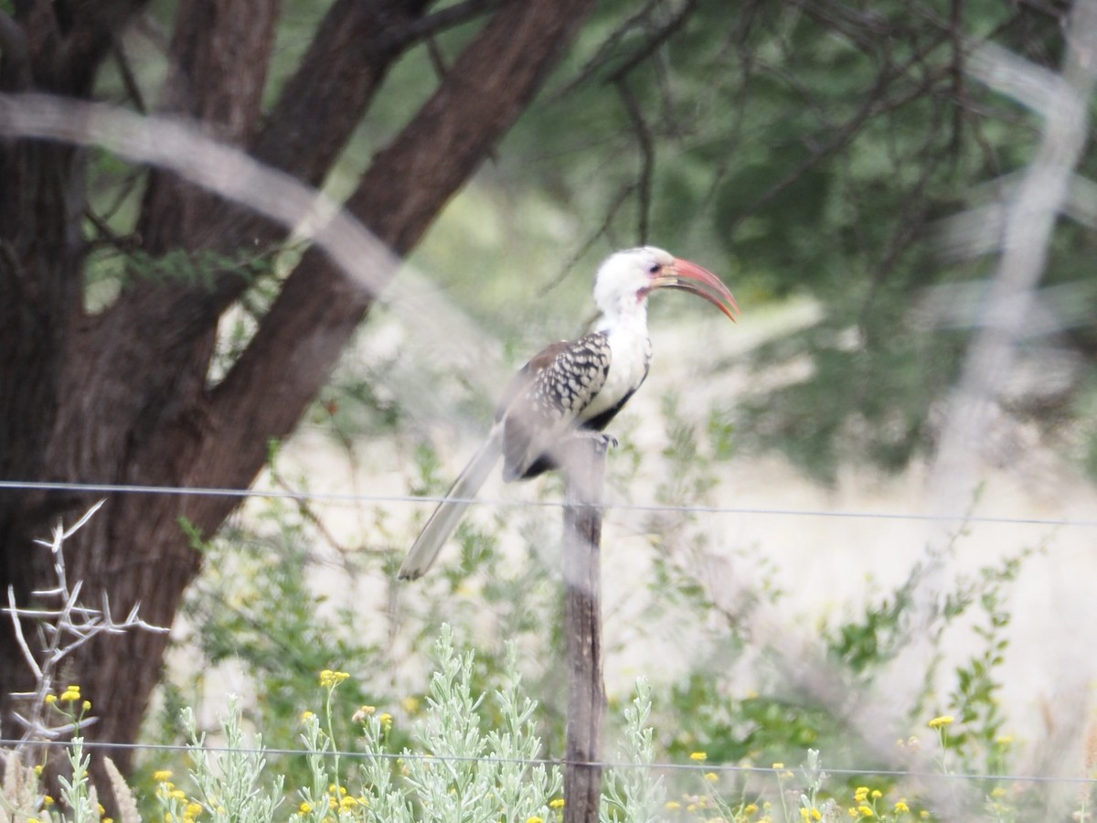 Damara Red-billed Hornbill - Selvino de Kort