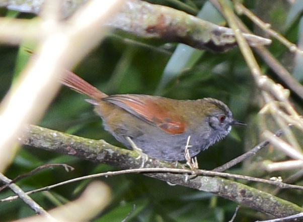 Gray-bellied Spinetail - federico nagel