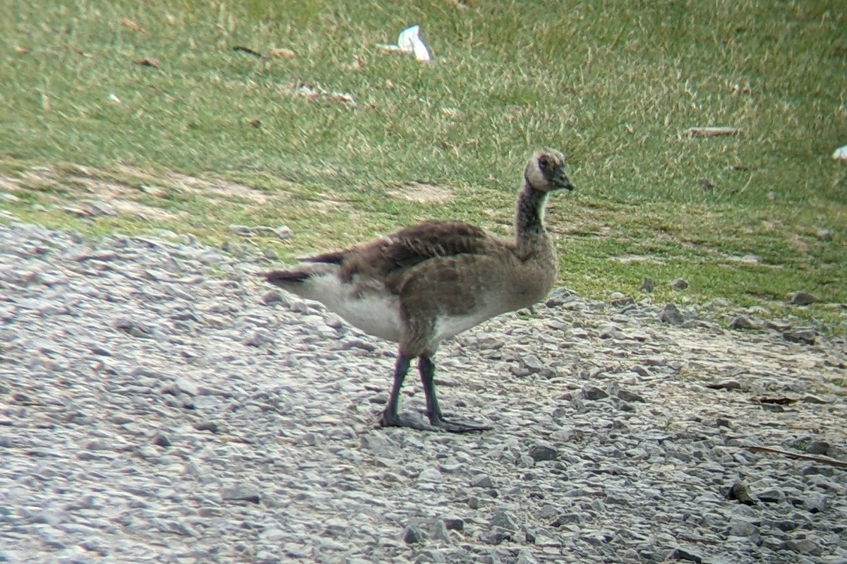 Canada Goose - Jules Wagner