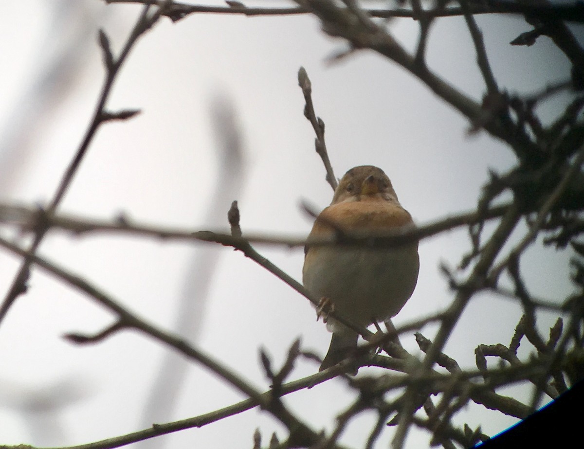 Brambling - ML46304671