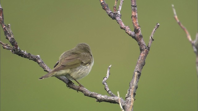 Mosquitero Boreal - ML463047