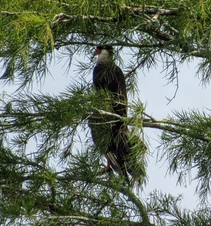 Caracara huppé - ML463048891