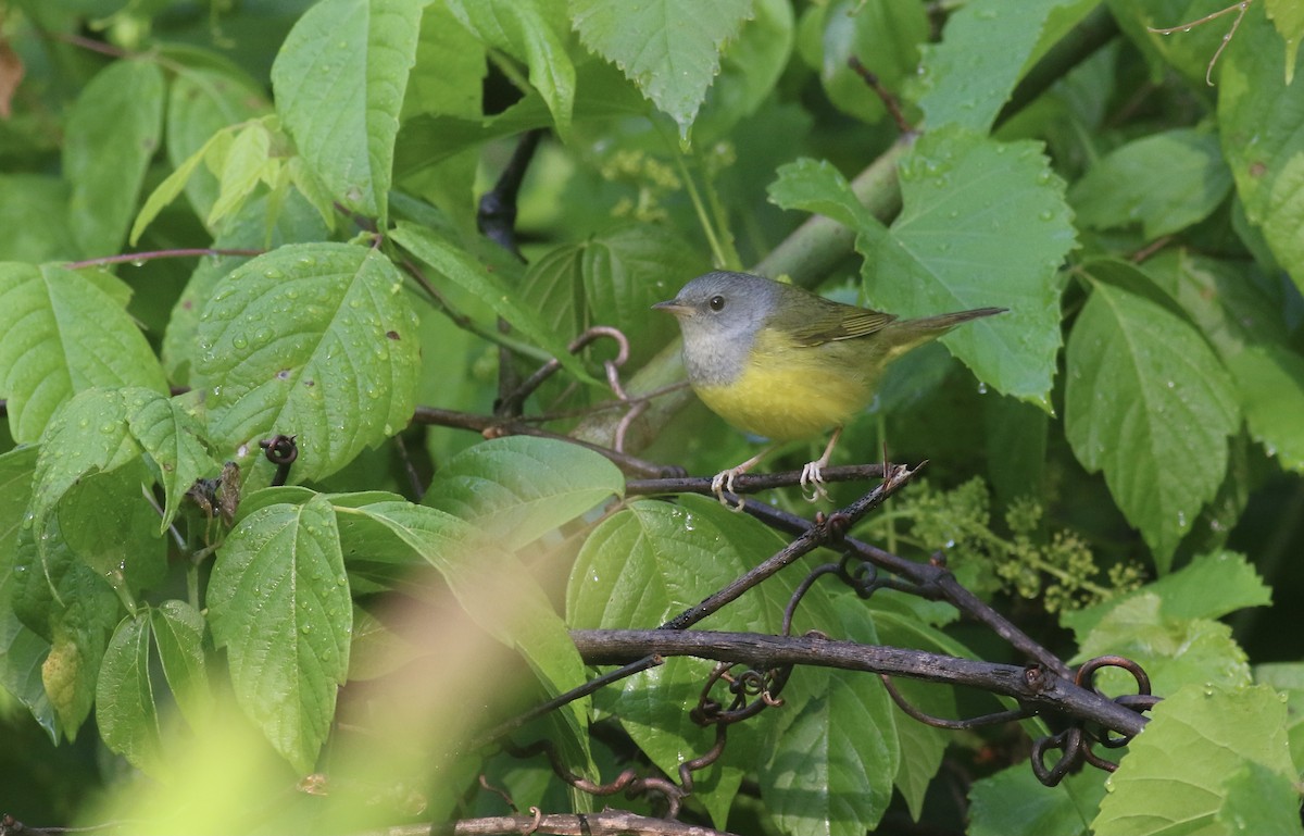 Mourning Warbler - Theo Staengl