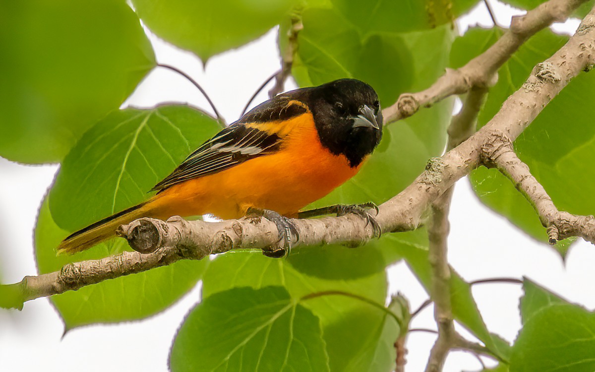 Baltimore Oriole - ML463049891