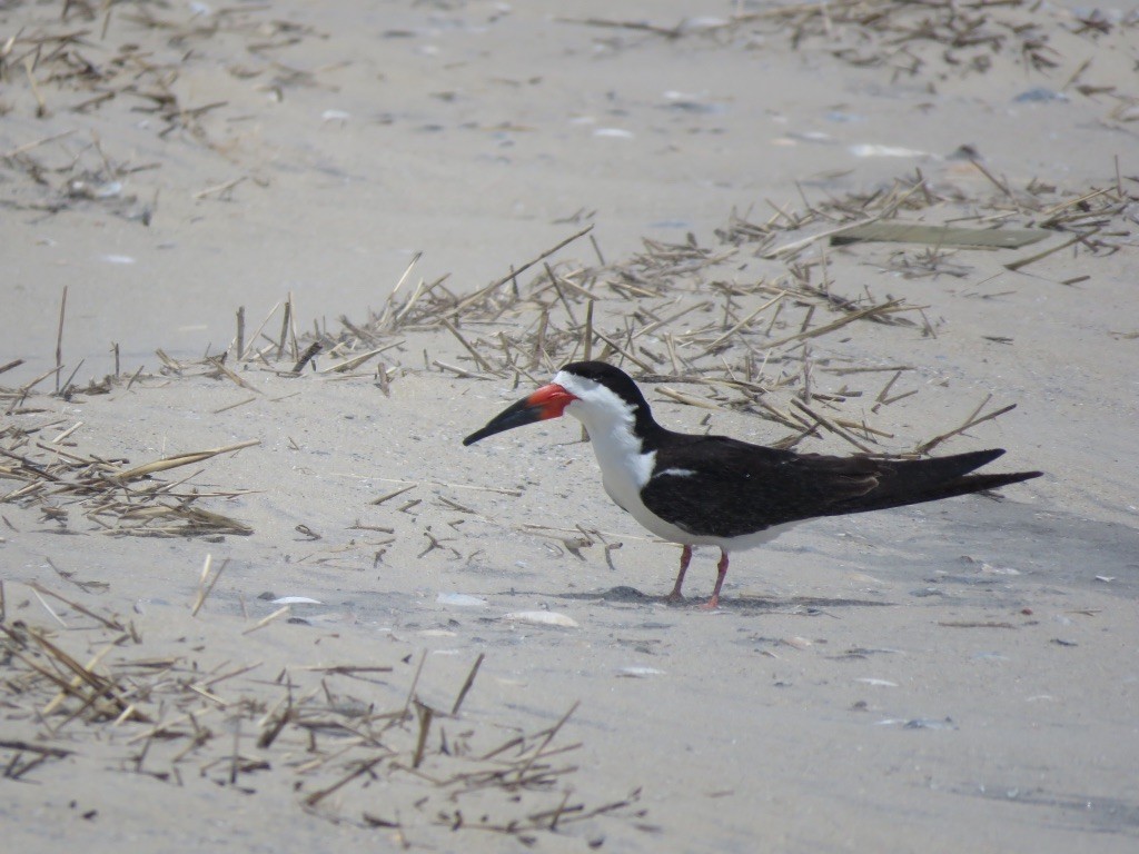 Black Skimmer - Robert Wood