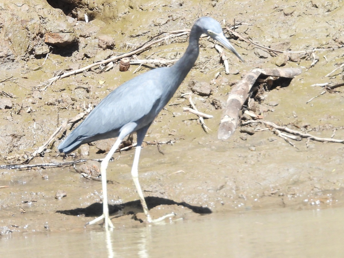 Little Blue Heron - Gil Aburto-Avila