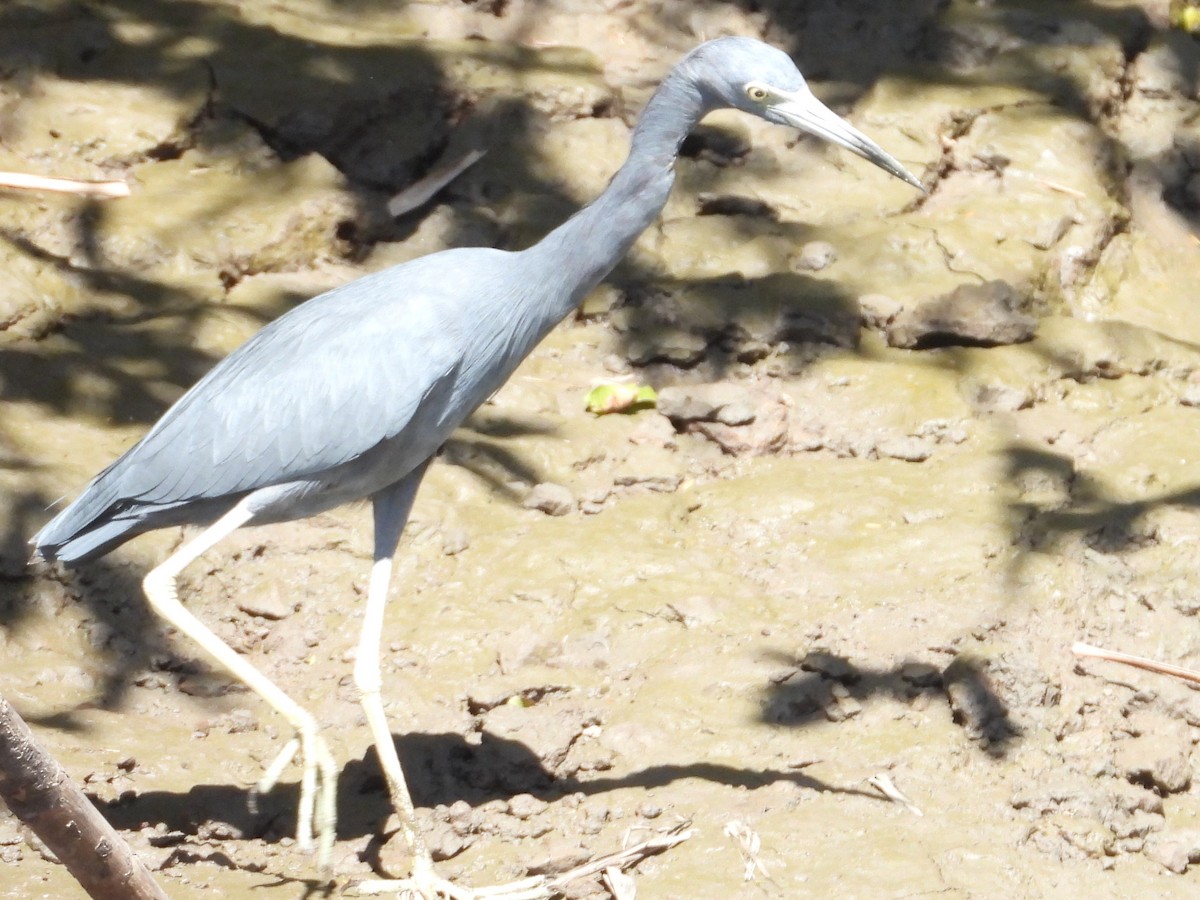 Little Blue Heron - Gil Aburto-Avila