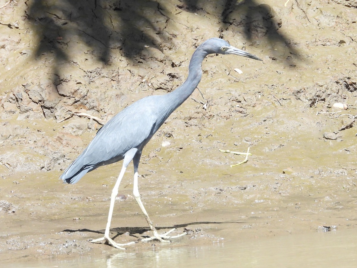 Little Blue Heron - ML463051321