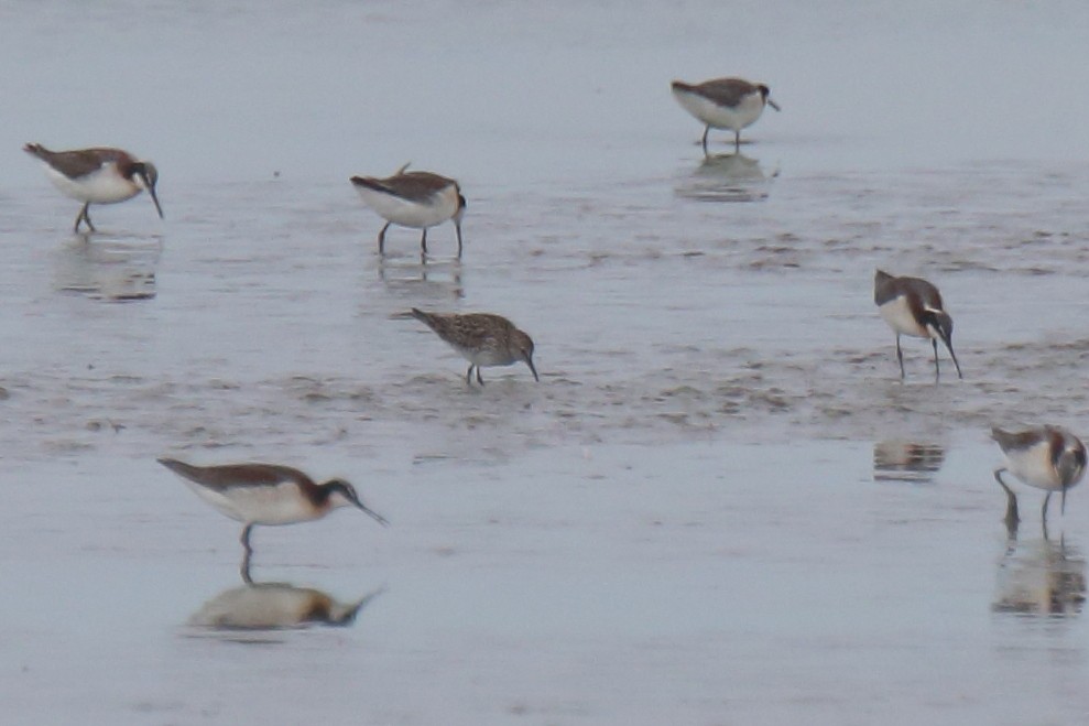 White-rumped Sandpiper - ML463051601