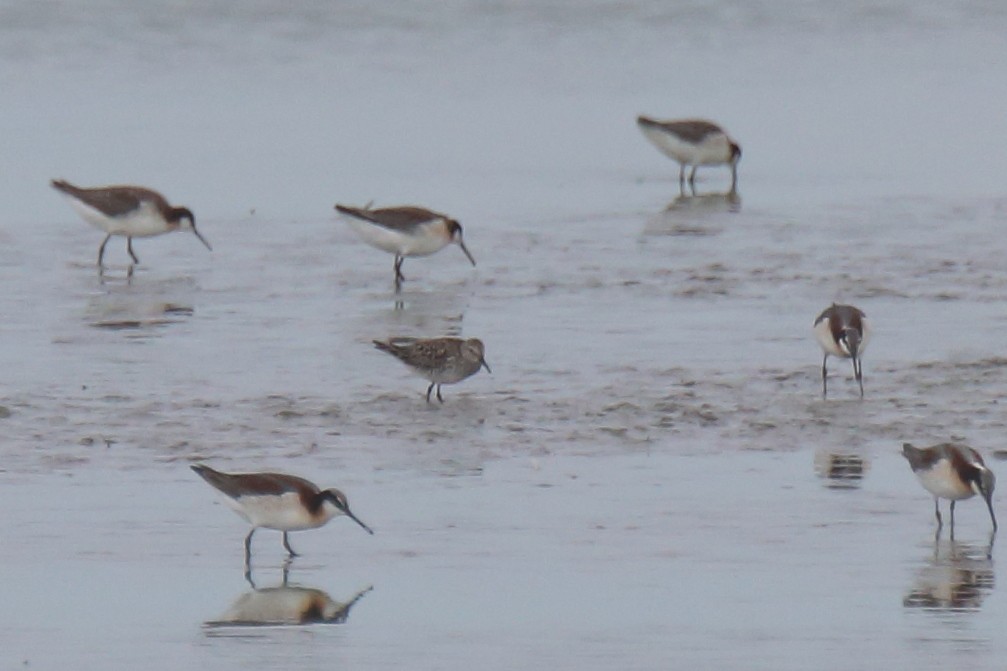 White-rumped Sandpiper - ML463051611