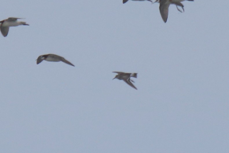 White-rumped Sandpiper - ML463051621