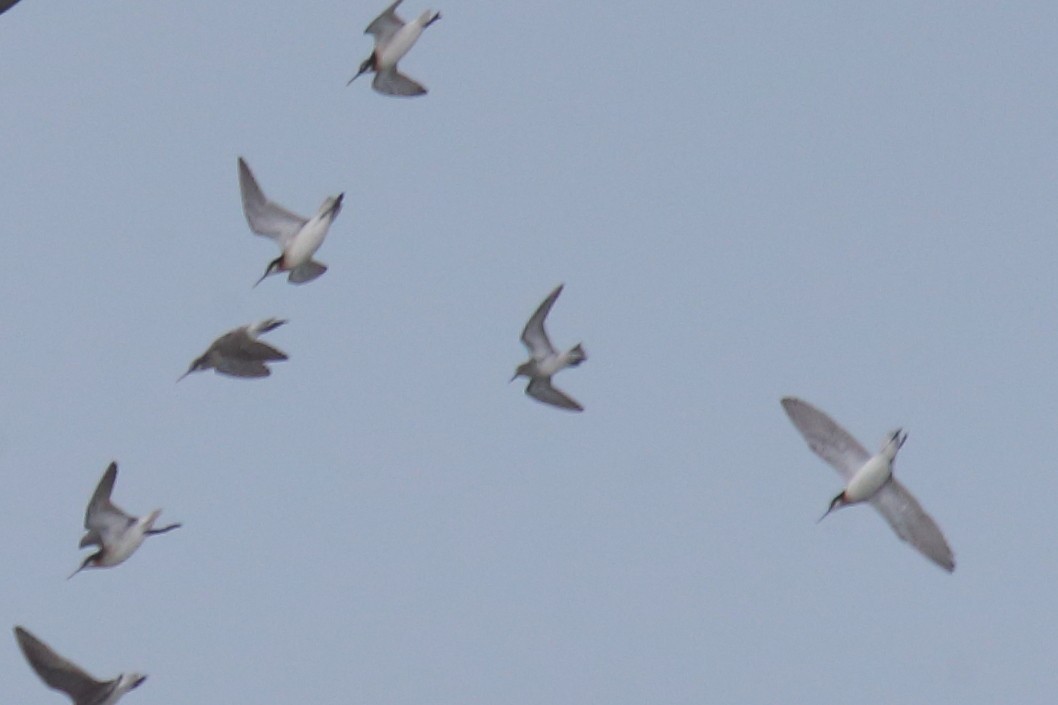 White-rumped Sandpiper - ML463051641