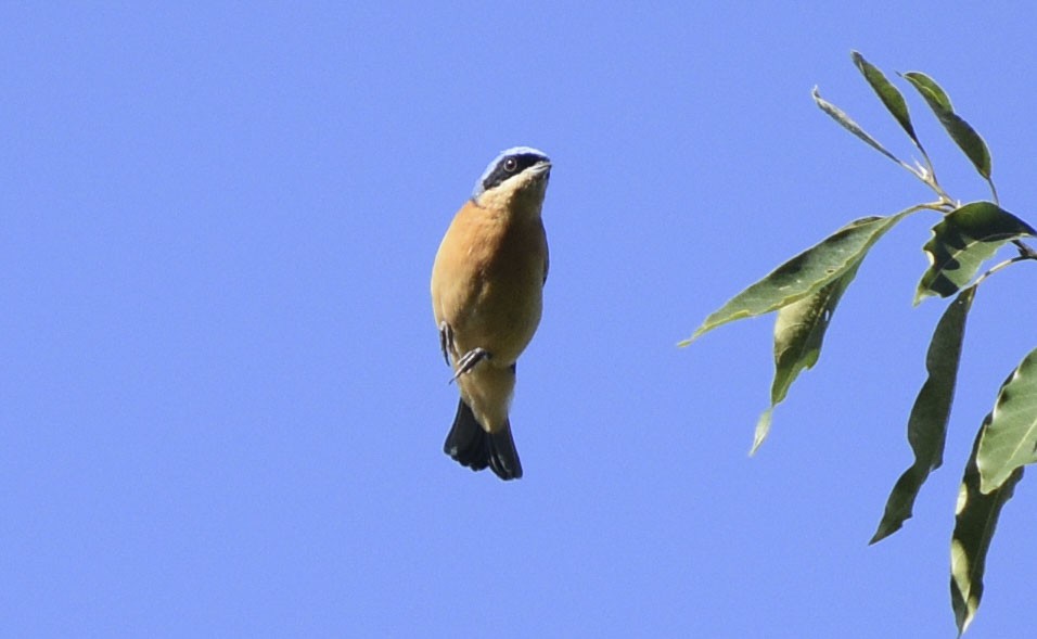 Fawn-breasted Tanager - federico nagel