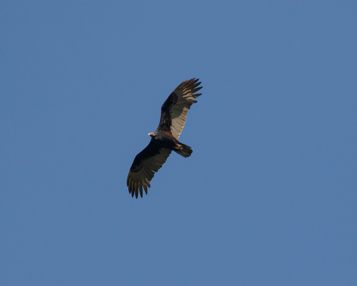 Urubu à tête rouge (ruficollis) - ML463053141