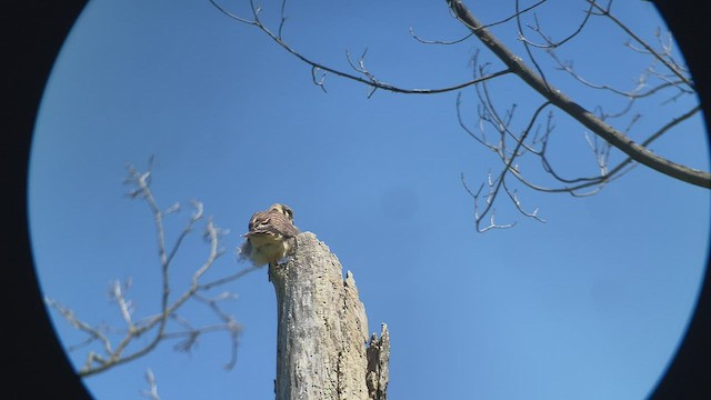 American Kestrel - ML463054031