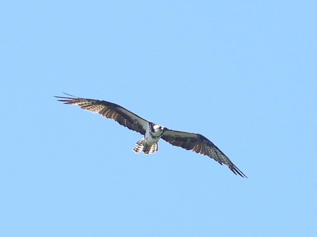 Balbuzard pêcheur - ML463054071