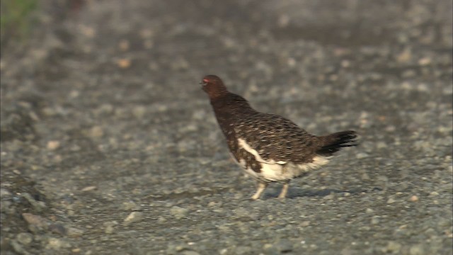 Willow Ptarmigan (Willow) - ML463055