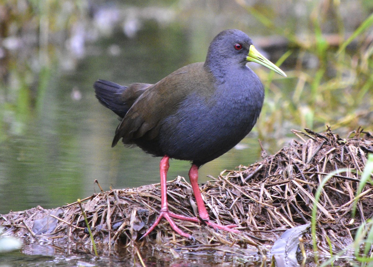 Blackish Rail - ML463057661