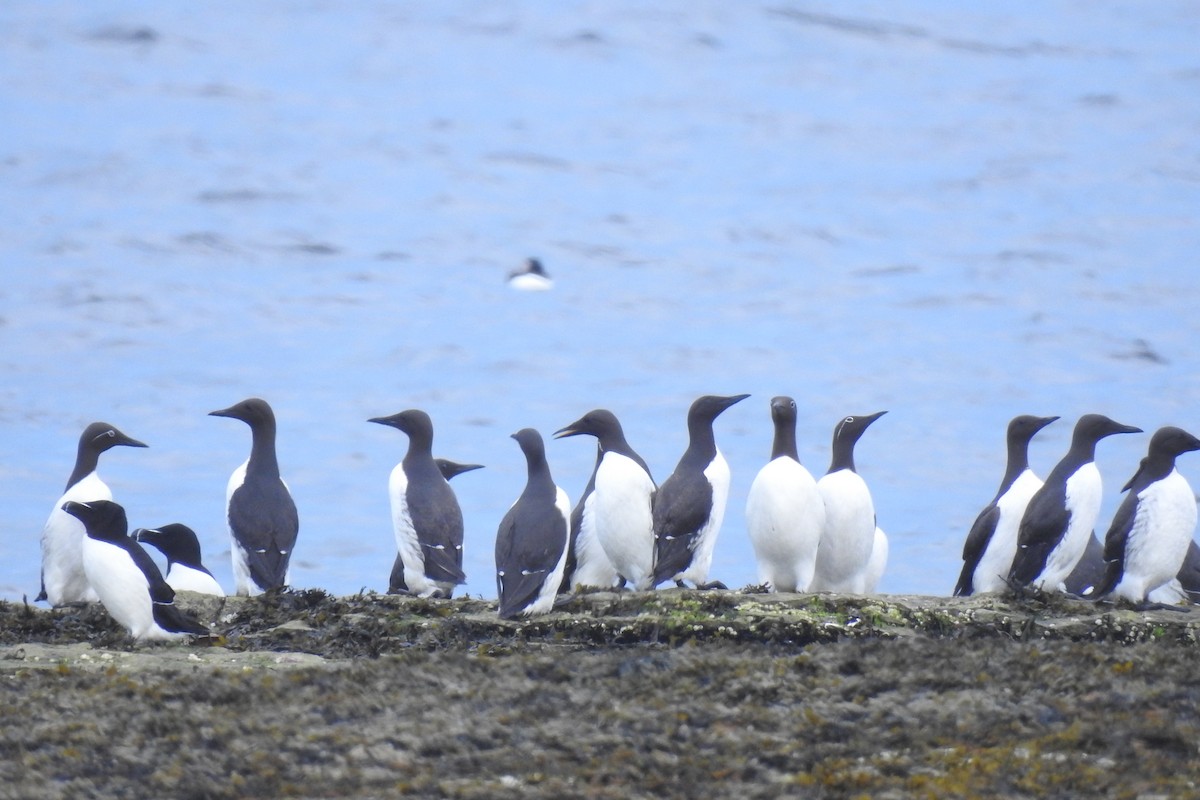 Guillemot marmette - ML463058681