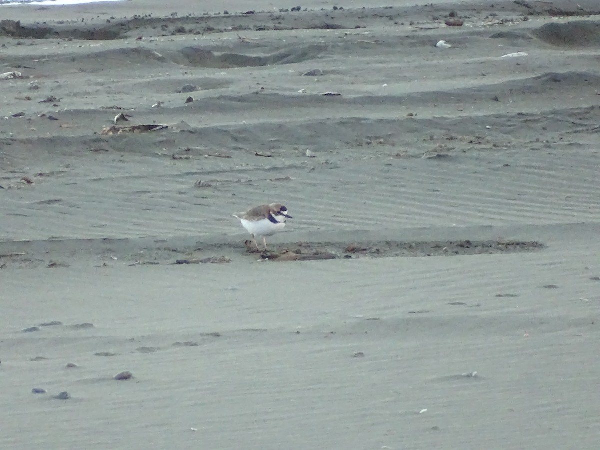 Collared Plover - ML463060241