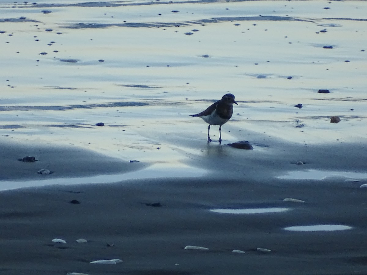 Rufous-chested Dotterel - ML463060261