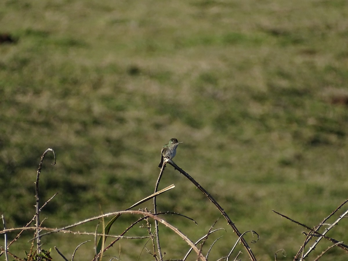 Green-backed Firecrown - ML463061581