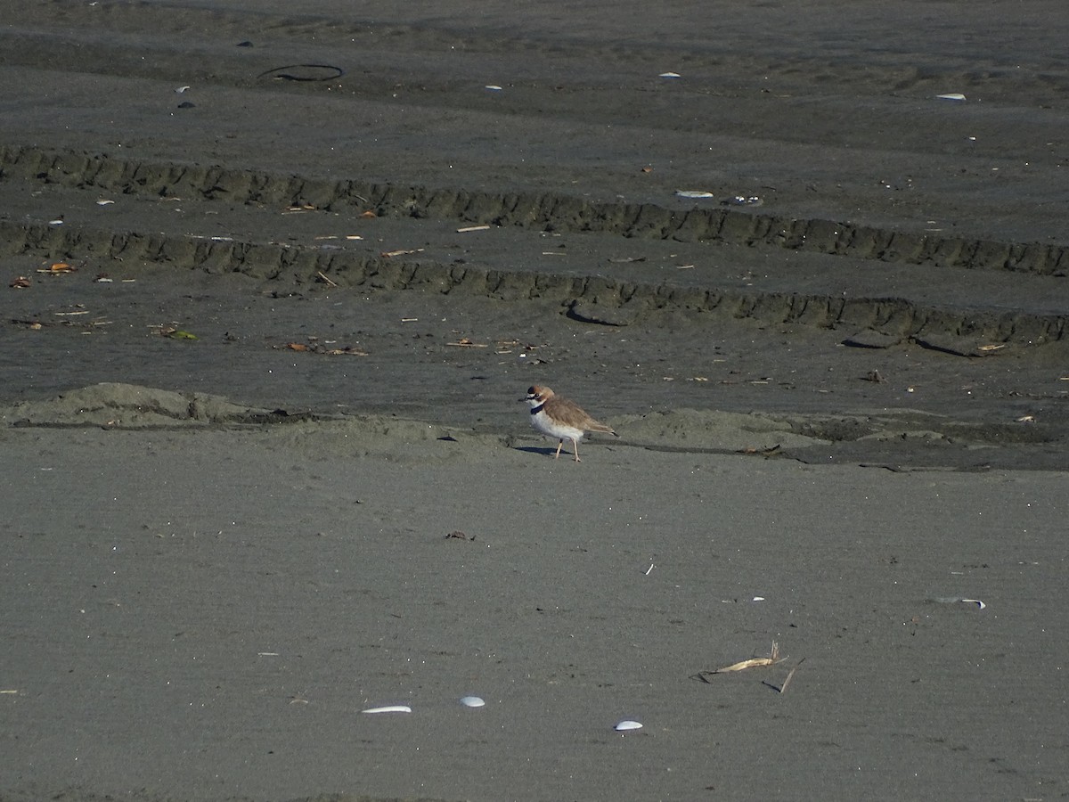 Collared Plover - ML463061811