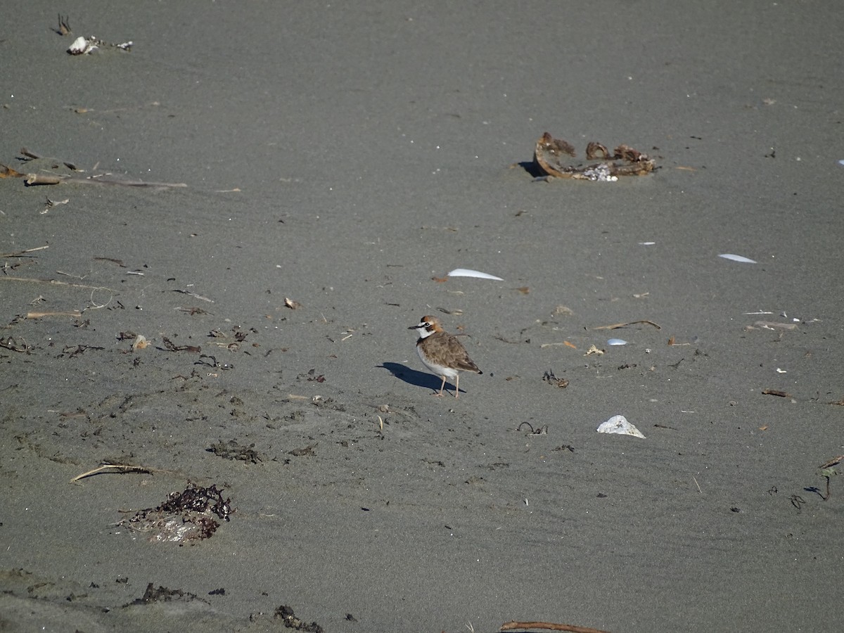 Collared Plover - ML463061981
