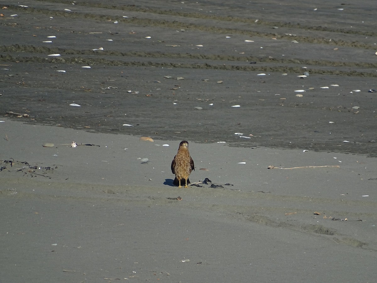Chimango Caracara - ML463062131