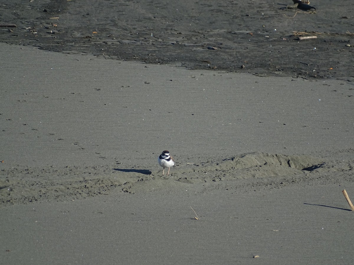 Collared Plover - ML463062321