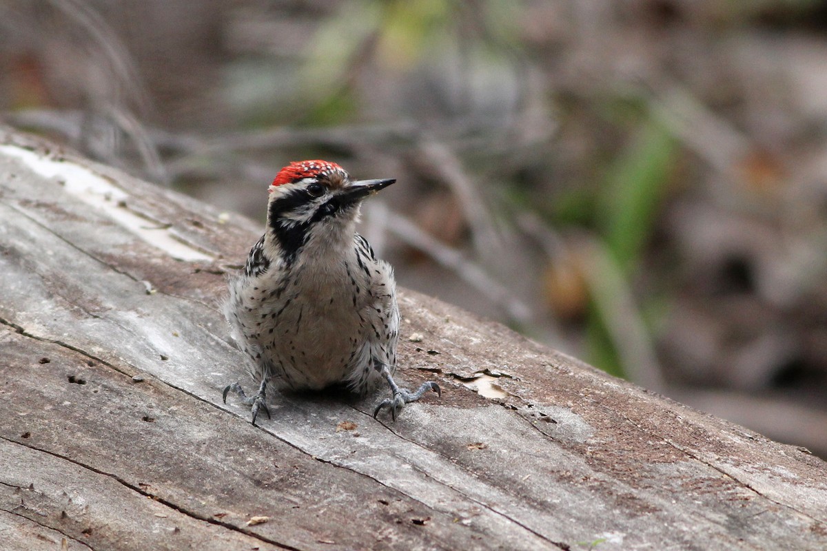 Ladder-backed Woodpecker - Scott Olmstead