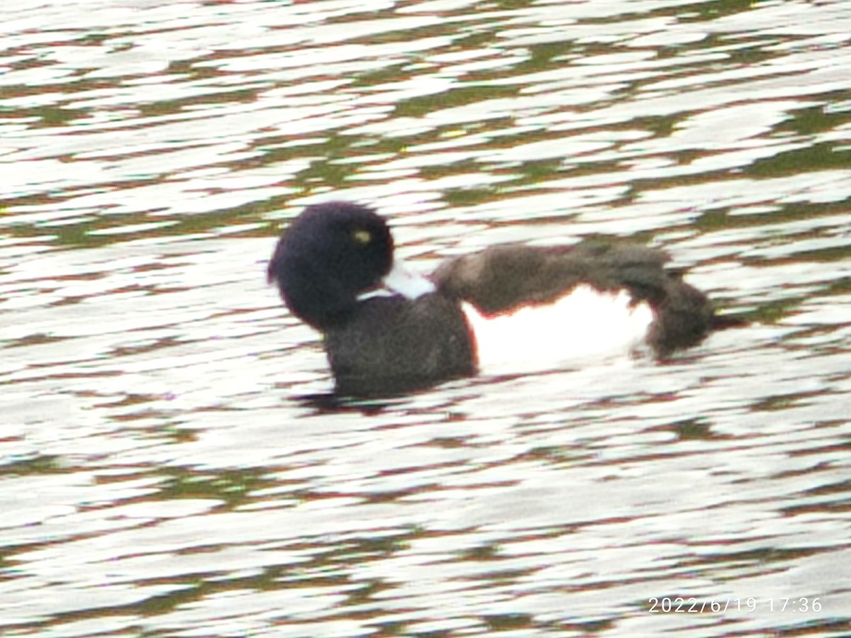 Tufted Duck - ML463062681