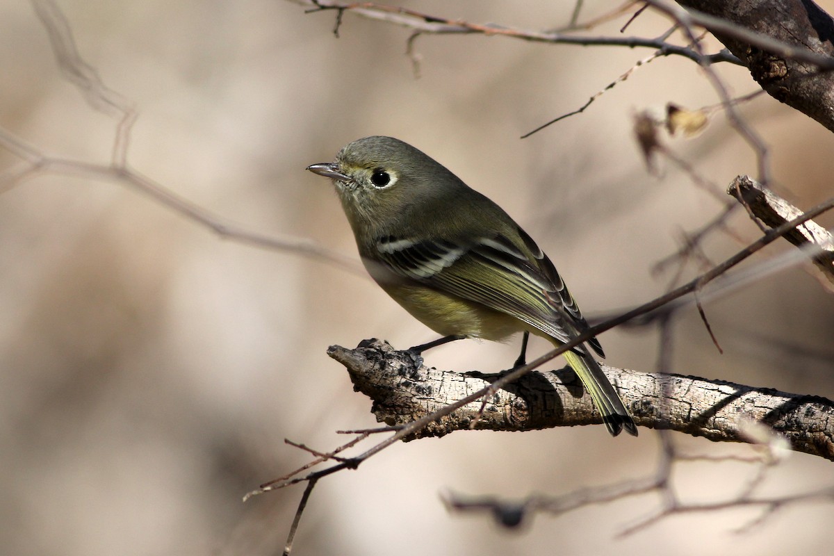 Hutton's Vireo - Scott Olmstead