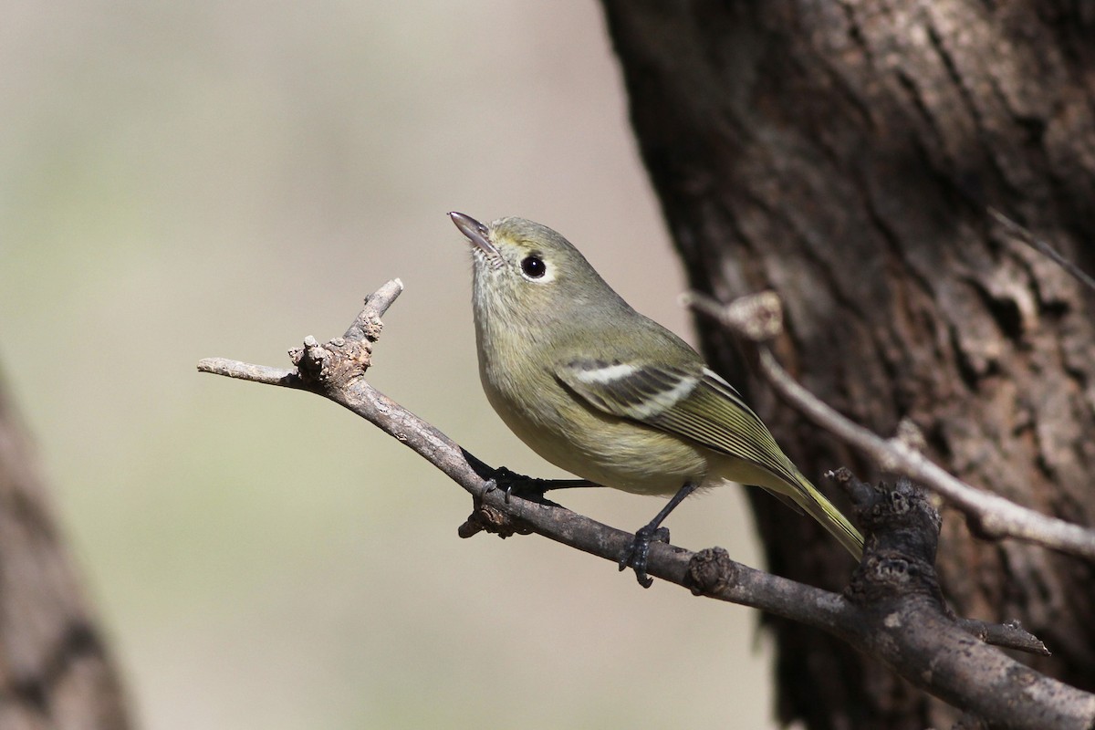Hutton's Vireo - Scott Olmstead