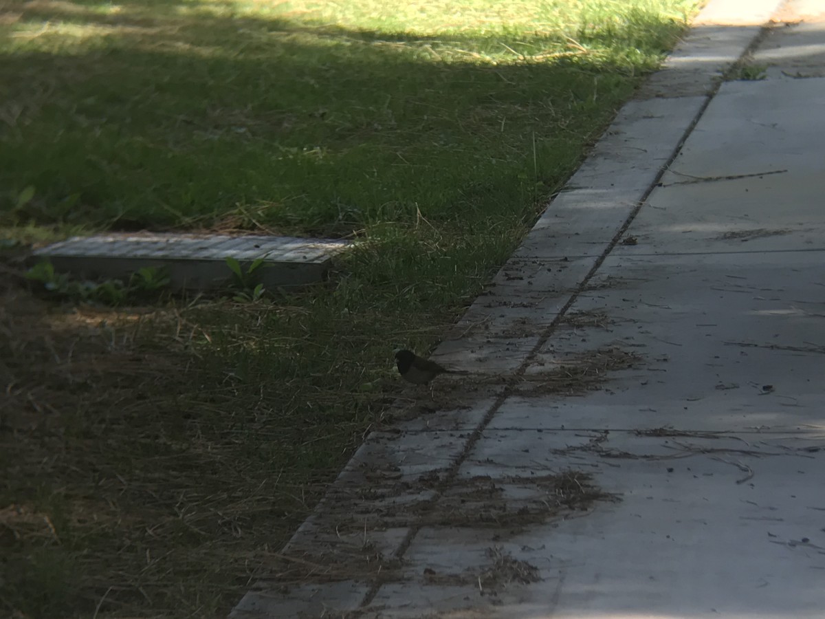 Dark-eyed Junco - ML463063891