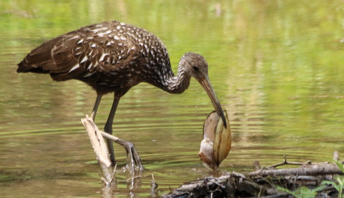 Limpkin - ML463063941