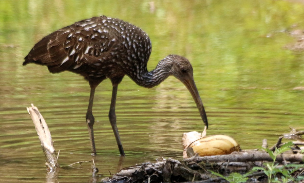 Limpkin - ML463063971