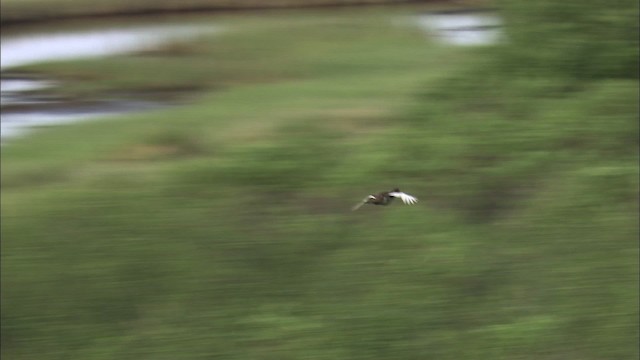 Willow Ptarmigan (Willow) - ML463064