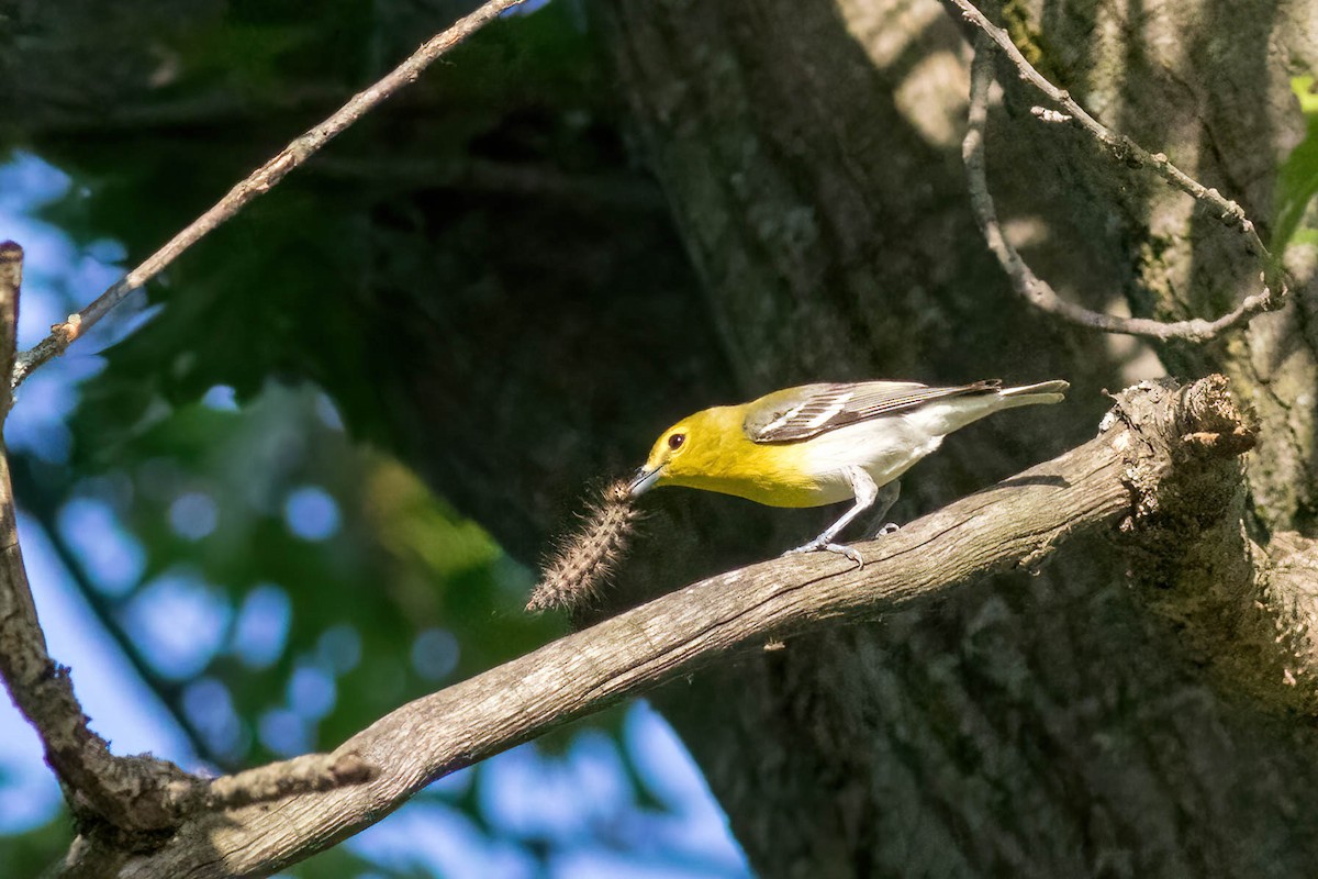 Yellow-throated Vireo - ML463065121